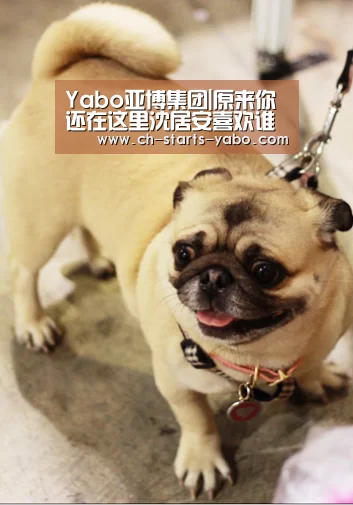 Yabo亚博集团|原来你还在这里沈居安喜欢谁?娶了不爱的人却日久生情(图3) 亚博体育官网